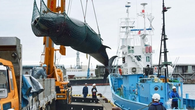 EU fürchtet einen Anstieg des Handels mit Walprodukten