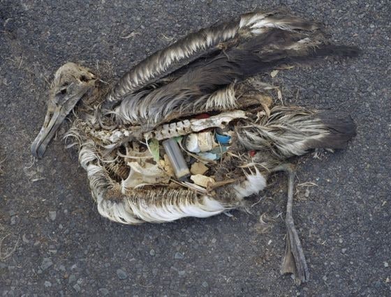 Пластик повсюду, его едят животные