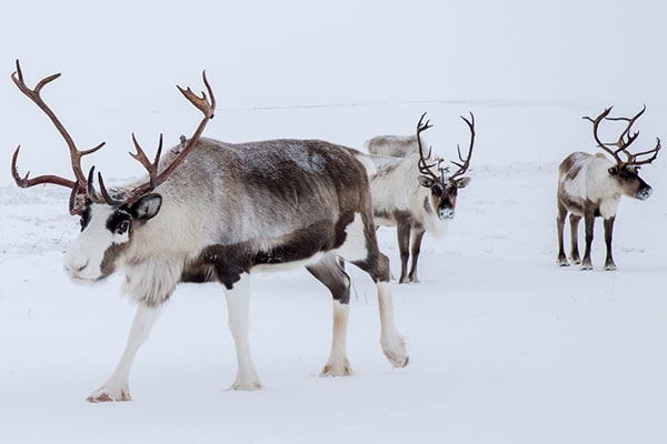 Северные олени помогли освободить Арктику от фашистов