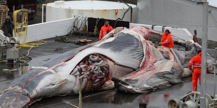 в Норвегии начался очередной сезон китовых убийств