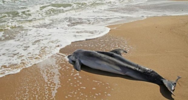 В Черном море продолжается массовая гибель дельфинов