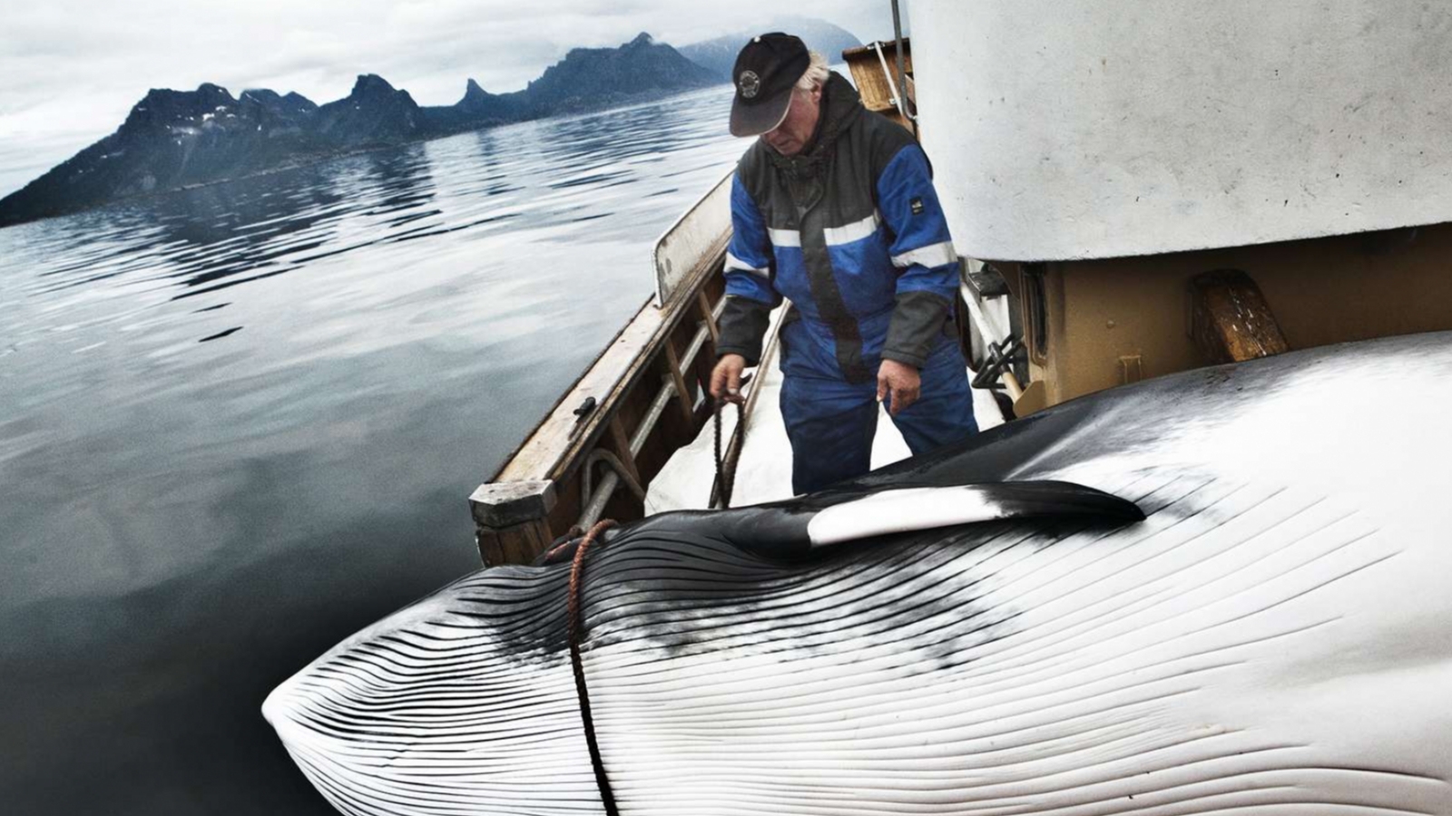 В этом году Норвегия убила 575 китов
