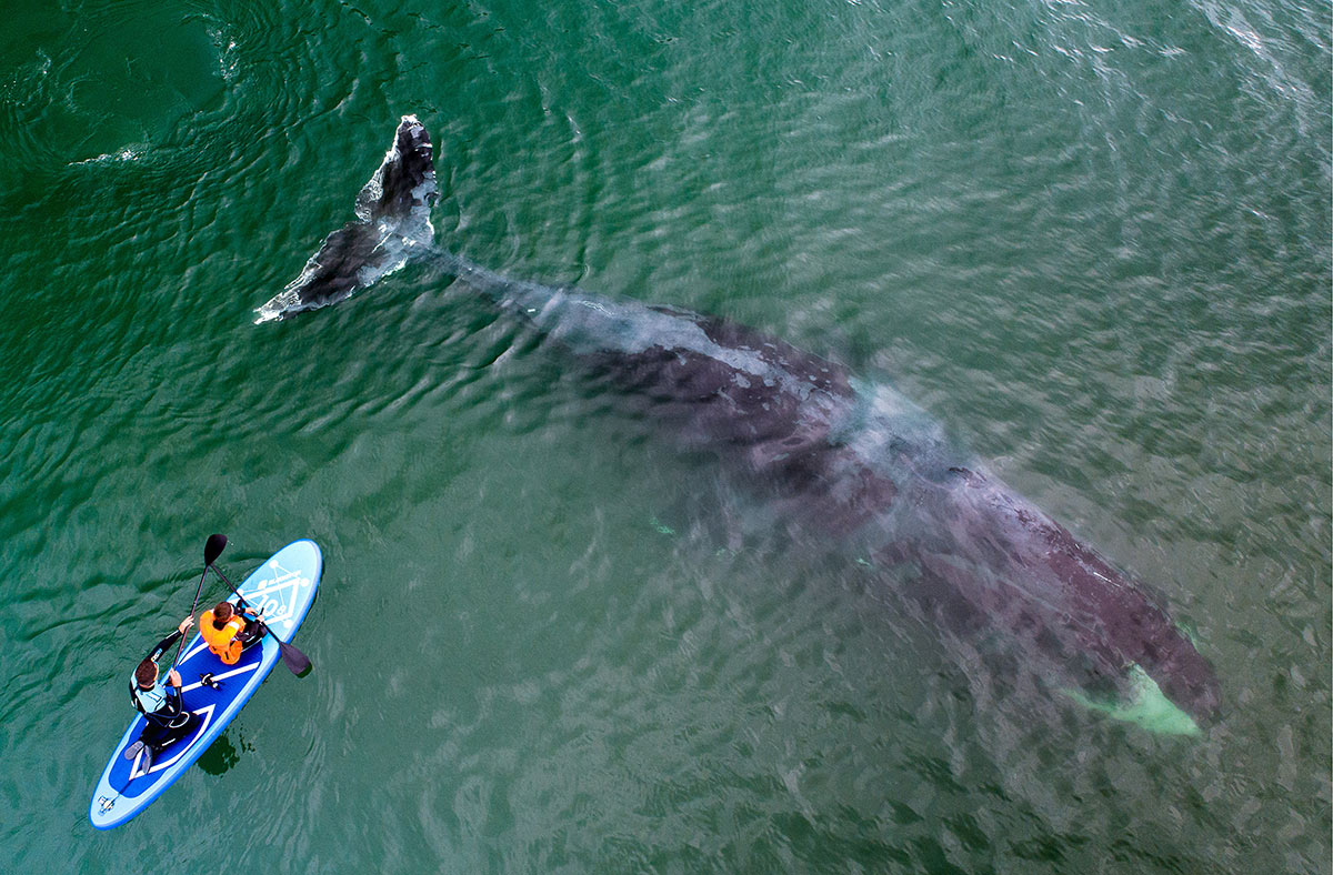 Гренландский кит в бухте Врангеля. Фото: Юрий Смитюк/ТАСС, 08.08.2019
