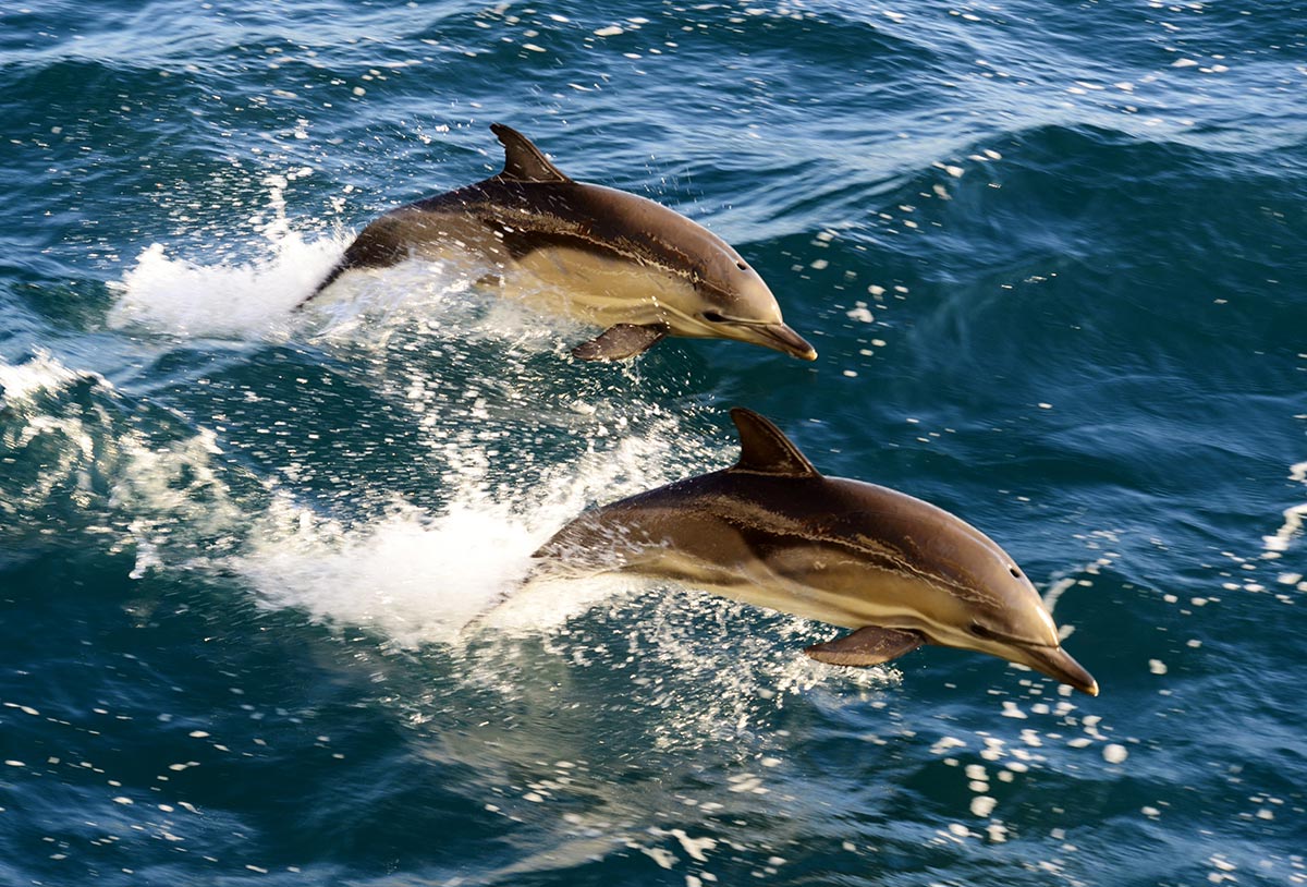 Дельфины в Черном море. Фото: Лев Федосеев/ИТАР-ТАСС, 09.05.2014