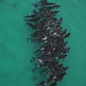 Десятки китов погибли в Западной Австралии