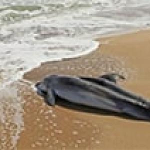 В Черном море продолжается массовая гибель дельфинов