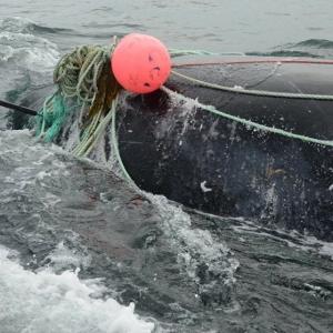 Норвегия наращивает темп убийства китов