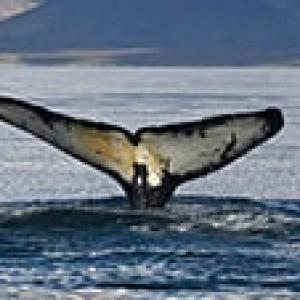 Экологи: коммерческий промысел китов является варварством