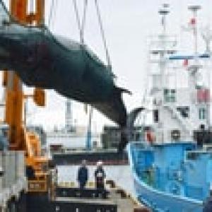 EU fürchtet einen Anstieg des Handels mit Walprodukten