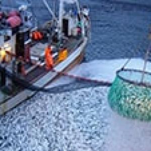 Тревожные новости для рыбаков Арктических морей