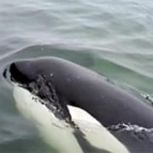 «Китовая тюрьма»:  кто спасет 100 касаток и белух в бухте Средней?