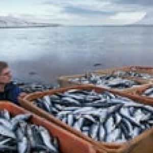 Россия и Норвегия утвердили объём рыбного промысла на 2020 год