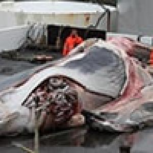 Современные варвары: в Норвегии начался очередной сезон китовых убийств