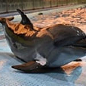 В закрытом иранском дельфинарии осталась в заложниках и погибает черноморская дельфиниха Кася