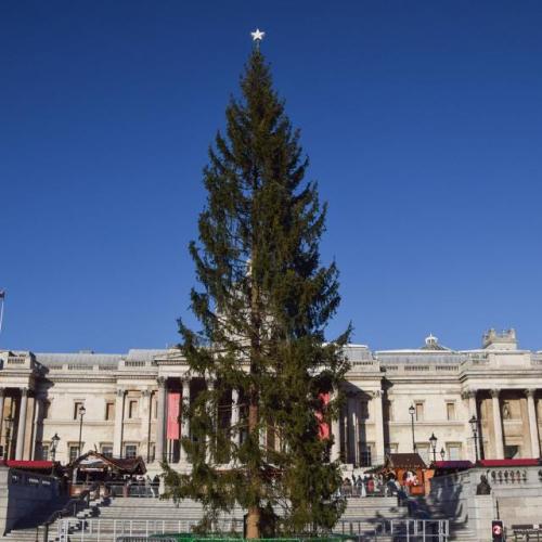 Нет, Лондон. Норвегия не заменит рождественскую елку на Трафальгарской площади